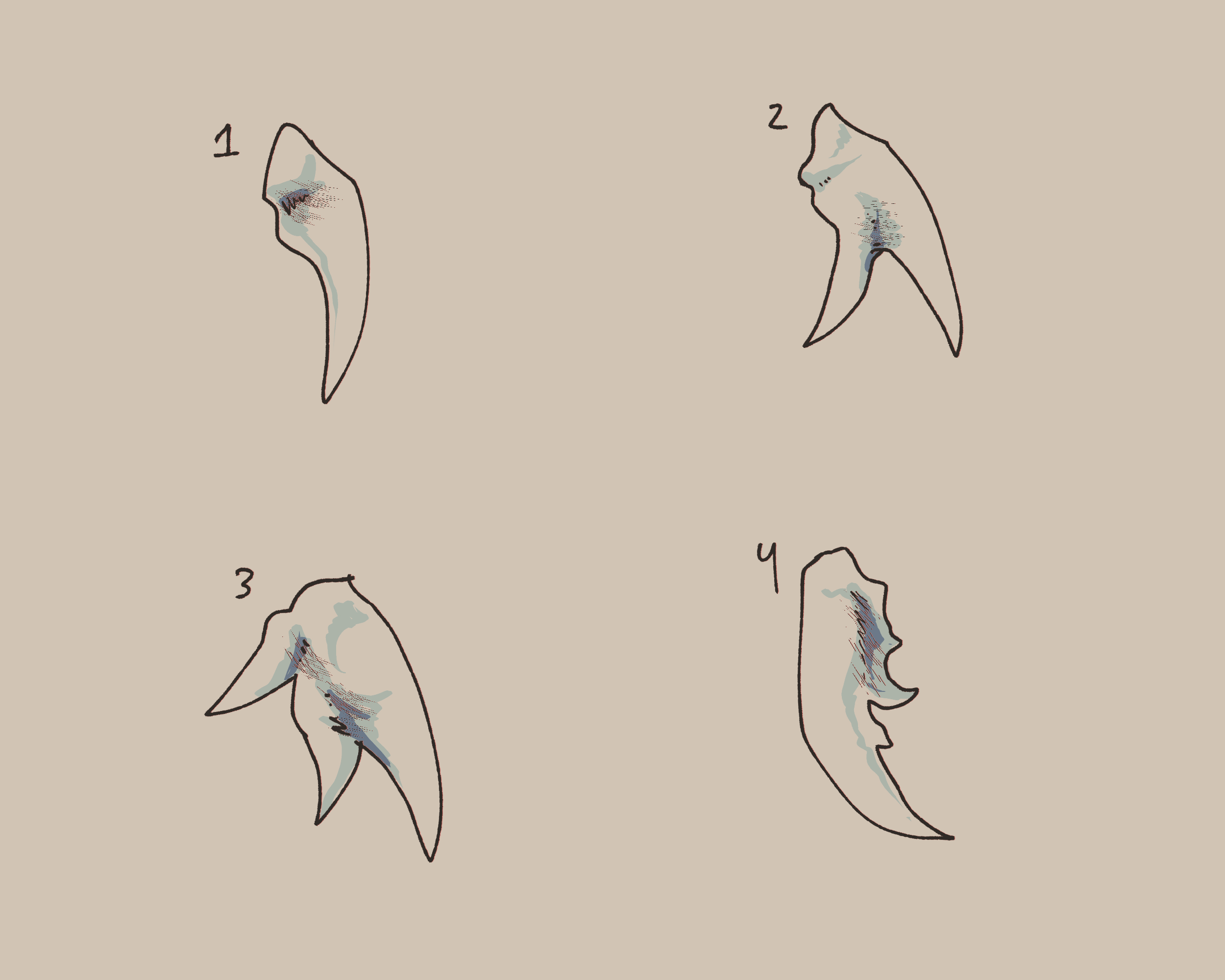 A closeup of how teeth may vary if one does not drop extra genetic information. 1: Normal tooth, 2: Tooth with an extra end, 3:Tooth with two extra ends, 4: A serrated tooth